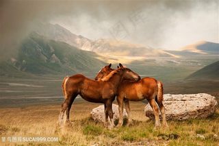 唯美野生动物抱在一起的小骏马图片