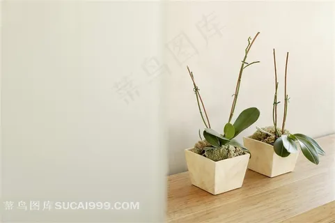 室内兰花摄影图片