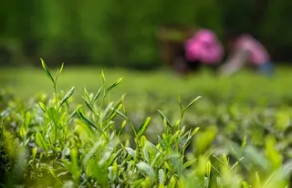 山林绿色茶园茶叶