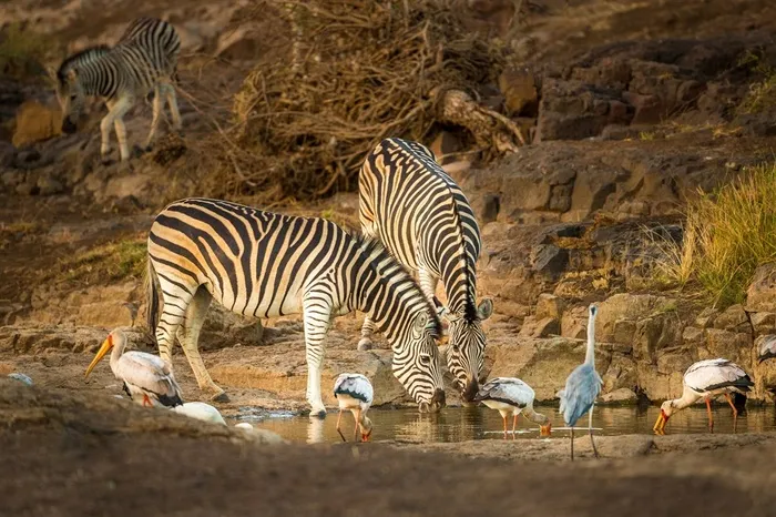 唯美野生动物斑马喝水图片