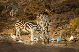 唯美野生动物斑马喝水图片