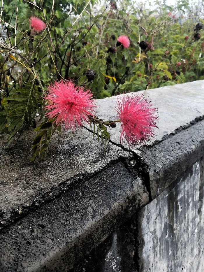 雨中之花相片psd模版下载