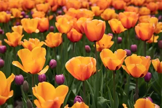 公园的郁金香摄影图