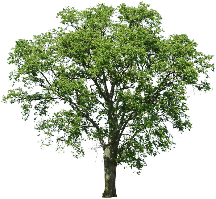 高清树木素材 免抠PSD植物素材 美术绘画园林贴图 树草灌木花草