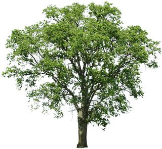 高清树木素材 免抠PSD植物素材 美术绘画园林贴图 树草灌木花草