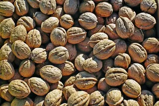 新鲜核桃坚果图片