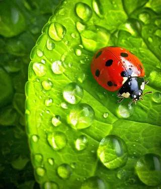 春夏天季节七星瓢虫昆虫绿叶，夏至摄影图