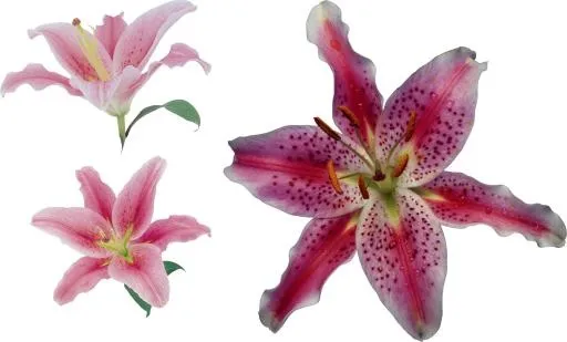 百合花免抠(3307x1998)