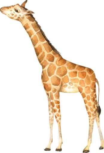 长颈鹿 PNG免抠