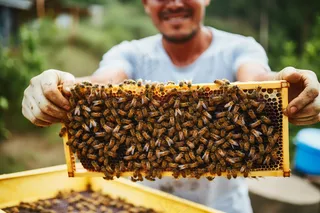 蜂蜜采蜂人蜂箱摄影图