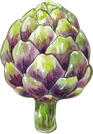 洋蓟PNG图片免抠