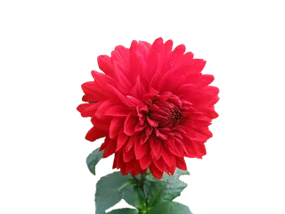 植物树叶枯叶PNG花卉元素鲜花红色