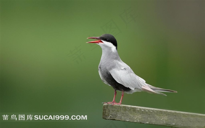 海鸥摄影素材