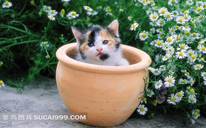 花园里的猫-陶瓷缸里的小花猫