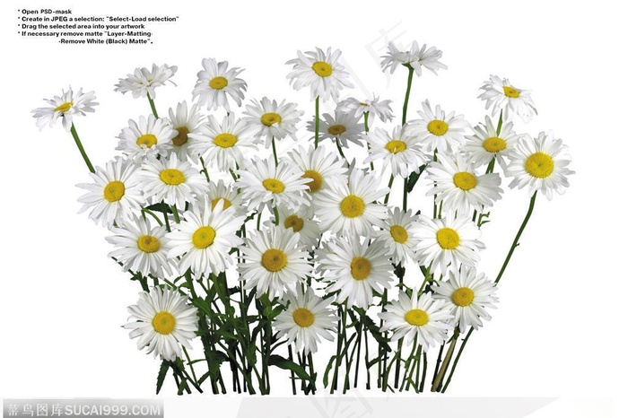 花语系类-洁白的菊花