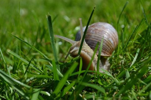 高清蜗牛素材图片