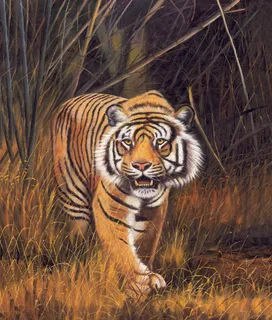 油画老虎图片