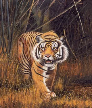 油画老虎图片