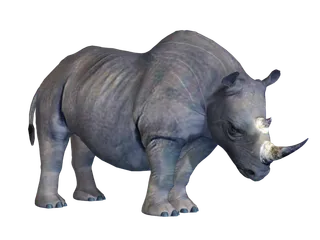 犀牛动物园动物设计素材森林野生