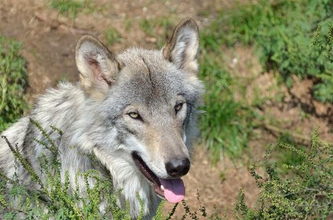 吐舌头的狼图片