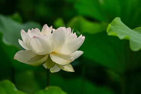 绿绿的荷叶白白的荷花 绿绿的荷叶白白的荷花