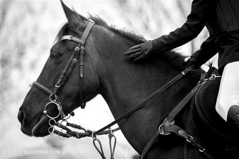 马术骑马运动高清图