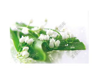 唯美花朵高清图