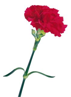 红色康乃馨高清图片下载