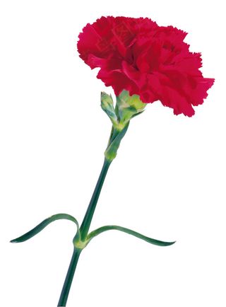 红色康乃馨高清图片下载