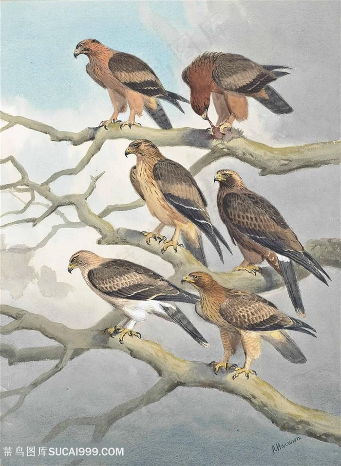 约翰.哈里森水彩手绘树枝鸟高清装饰画