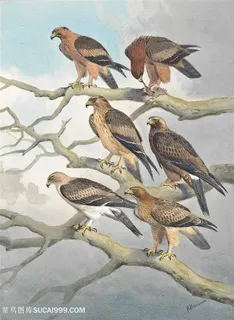 约翰.哈里森水彩手绘树枝鸟高清装饰画 约翰.哈里森水彩手绘树枝鸟高清装饰画