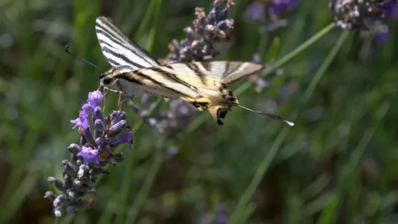薰衣草蝴蝶图片 薰衣草蝴蝶图片