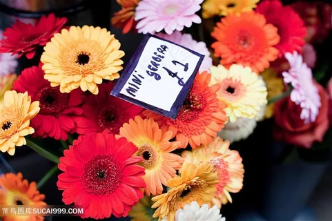 五颜六色的非洲菊