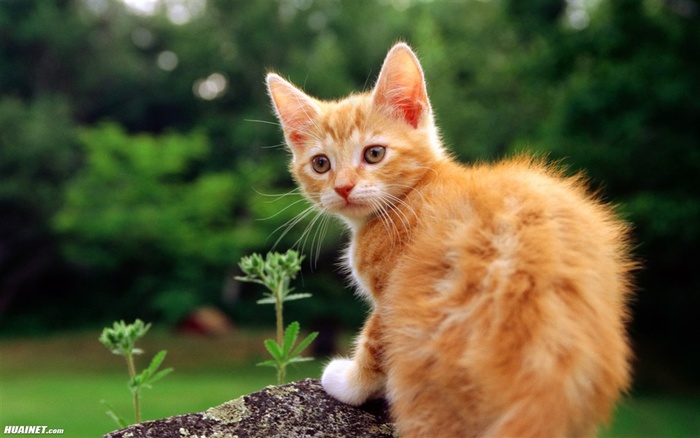 可爱猫咪摄影图片