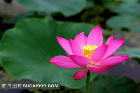 田园风光荷花 摄影图片