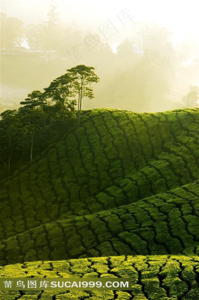 山坡上的绿色茶园风光近景摄影高清图片