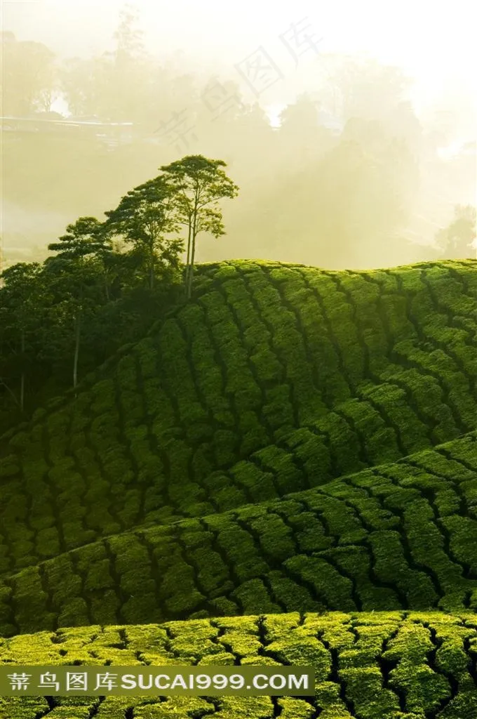 山坡上的绿色茶园风光近景摄影高清图片