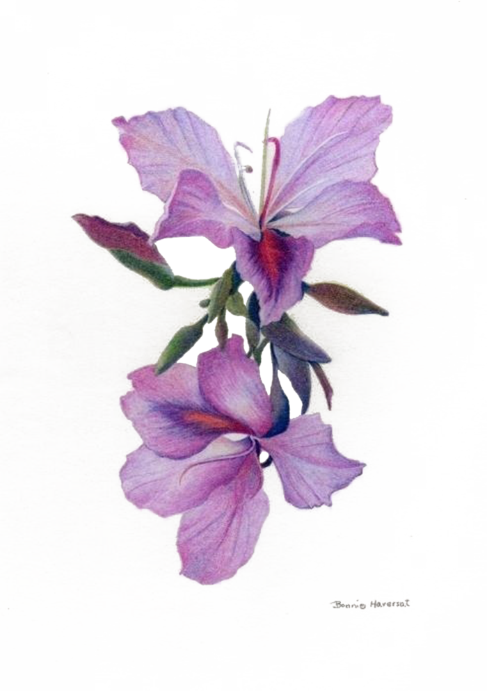 拉蓝色草植物