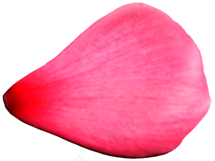 花瓣花朵免扣图片 