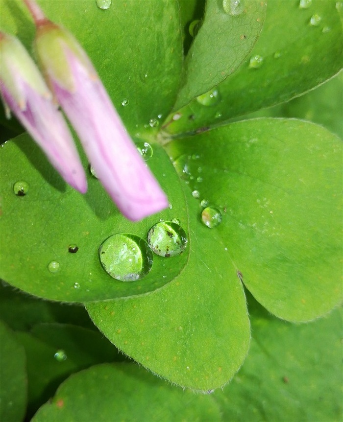植物上的水珠素材图片