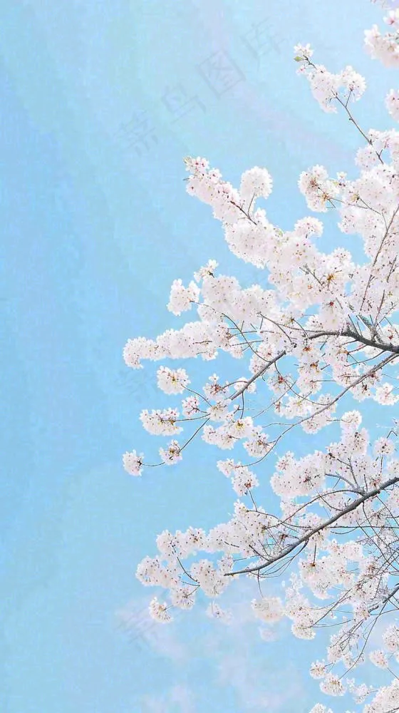 春天开满花朵的树冠仰拍蓝色天空，立春，春分摄影图(816x1456)
