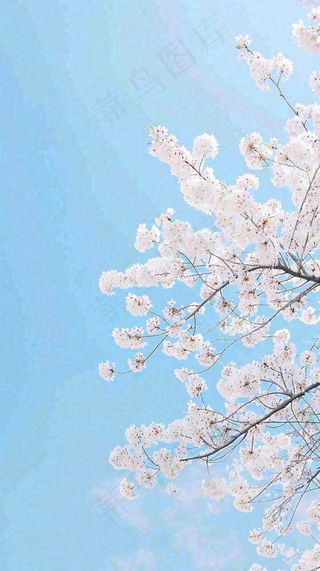 春天开满花朵的树冠仰拍蓝色天空，立春，春分摄影图