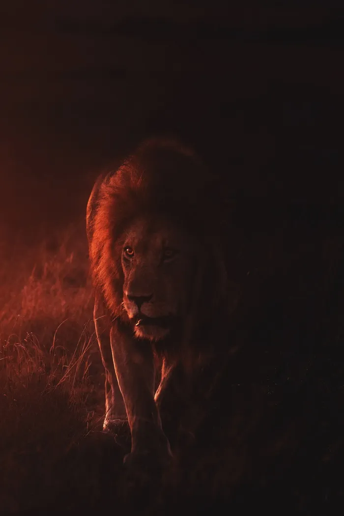 凶猛霸气雄狮子图片