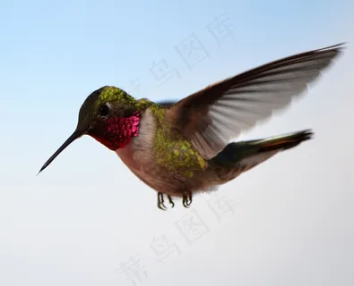 可爱蜂鸟图片 可爱蜂鸟图片