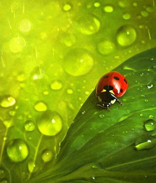 春天夏天七星瓢虫动物昆虫在绿叶上，谷雨立夏夏至小暑摄影图