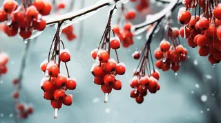 白霜覆盖在红色果实上霜降摄影图