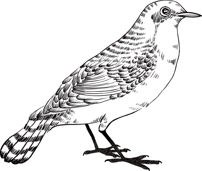 简约风手绘素描动画小鸟鸟儿免扣PNG图片素材 (17)