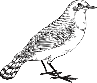 简约风手绘素描动画小鸟鸟儿免扣PNG图片素材 (17)