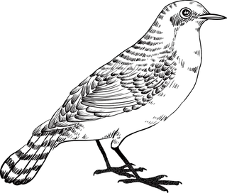 简约风手绘素描动画小鸟鸟儿免扣PNG图片素材 (17)