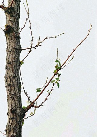 简约白底户外枝叶树枝，极简中国风，立冬摄影图